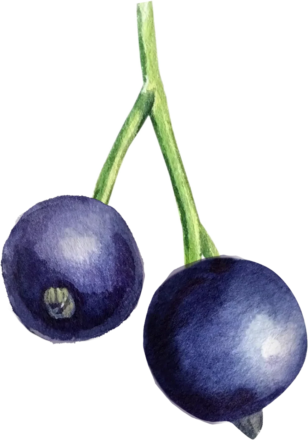 Blackcurrant